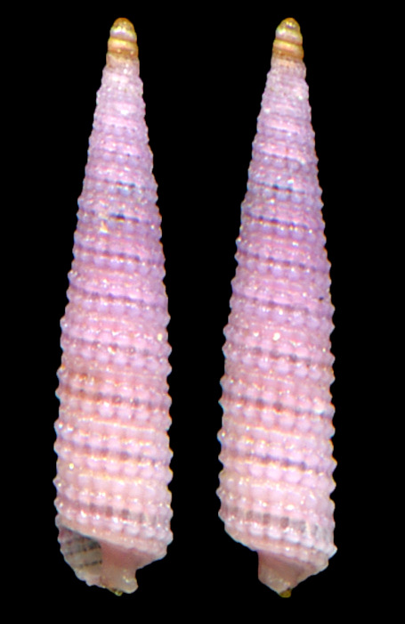 Subulophora subfenestrata (Kosuge, 1962)