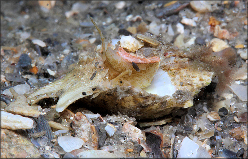 Lithopoma phoebium (Rding, 1798) Longspine Starsnail