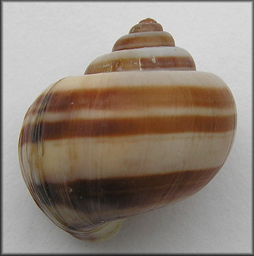 Pomacea glauca (Linnaeus, 1758)