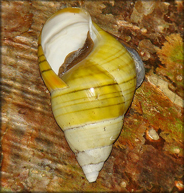 Liguus fasciatus Mller 1774 Florida Tree Snail Shell Damage