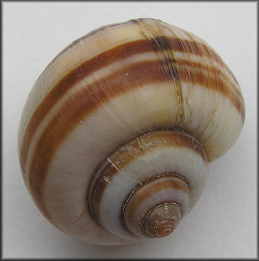 Pomacea glauca (Linnaeus, 1758)