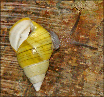 Liguus fasciatus Mller 1774 Florida Tree Snail Shell Damage