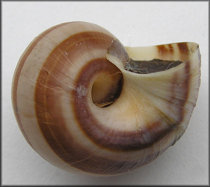 Pomacea glauca (Linnaeus, 1758)