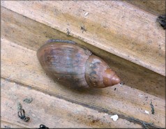 Euglandina rosea (Frussac, 1821) Juvenile In Situ