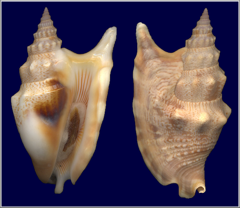 Euprotomus vomer (Rding, 1798)