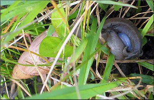 Euglandina rosea (Frussac, 1821) Mating In Situ