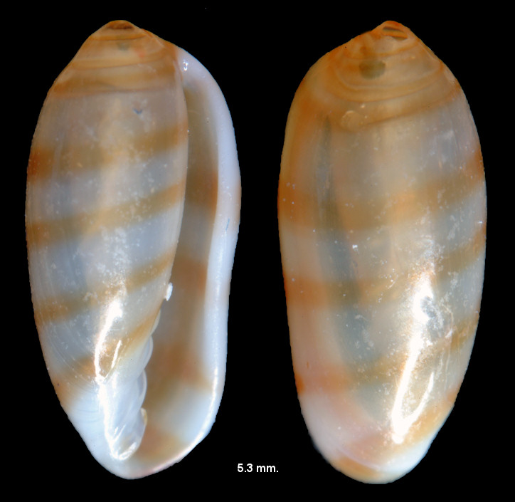 Volvarina species