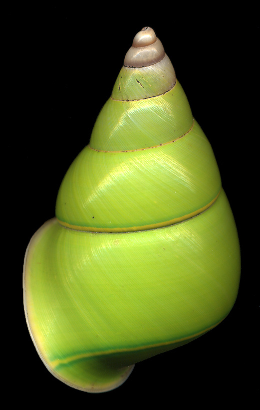 Papuina pulcherrima (Rensch 1931)