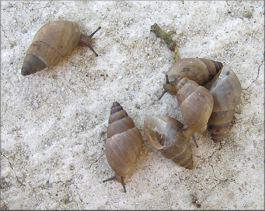 Bulimulus sepulchralis Poey, 1851