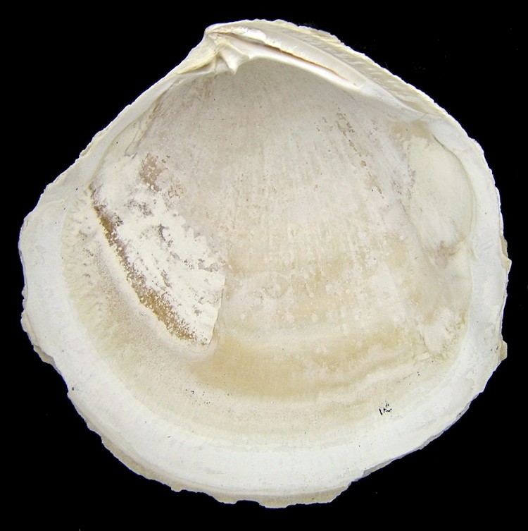 Armimiltha discifomis (Heilprin, 1886) Fossil