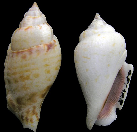 Gibberulus gibberulus gibbosus (Rding, 1798)