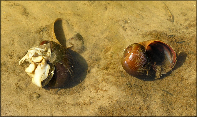 Pomacea canaliculata (Lamarck, 1822) Mortality