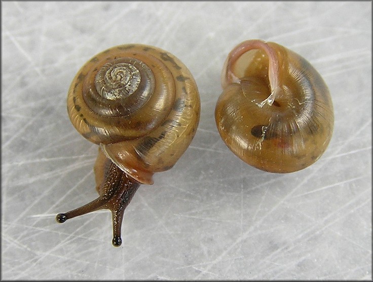 Praticolella mobiliana (I. Lea, 1841) Choctaw Scrubsnail