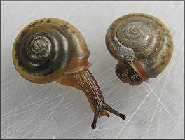 Praticolella mobiliana (I. Lea, 1841) Choctaw Scrubsnail