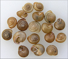 Praticolella mobiliana (I. Lea, 1841) Choctaw Scrubsnail