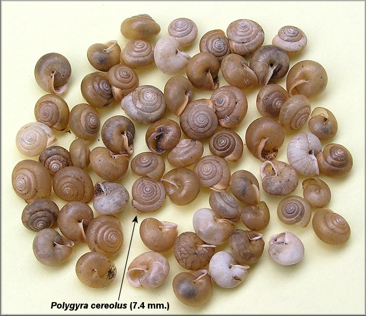 Praticolella mobiliana (I. Lea, 1841) Choctaw Scrubsnail