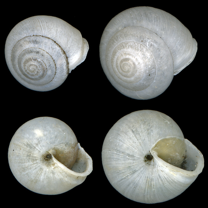 Praticolella mobiliana (I. Lea, 1841) Choctaw Scrubsnail