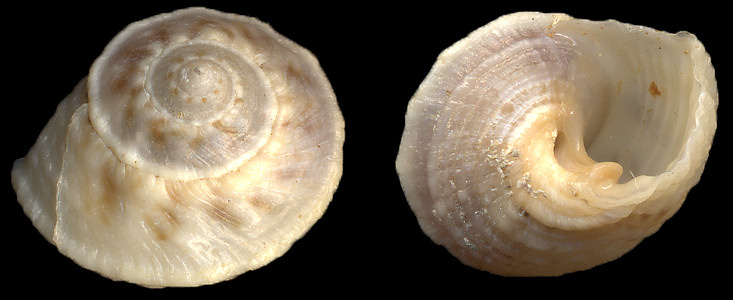 Modulus modulus (Linnaeus, 1758) Buttonsnail