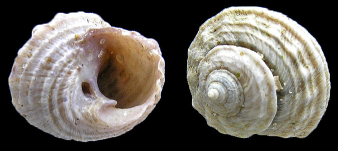 Modulus modulus (Linnaeus, 1758) Buttonsnail