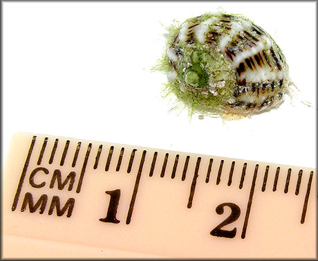 Modulus modulus (Linnaeus, 1758) Buttonsnail