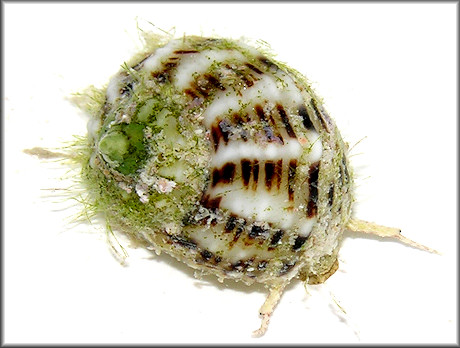 Modulus modulus (Linnaeus, 1758) Buttonsnail