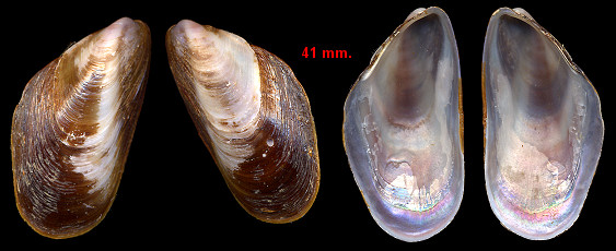 Modiolus  squamosus Beauperthuy, 1967 Southern Horsemussel