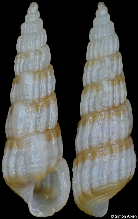 Mormula philippiana (Dunker, 1860)