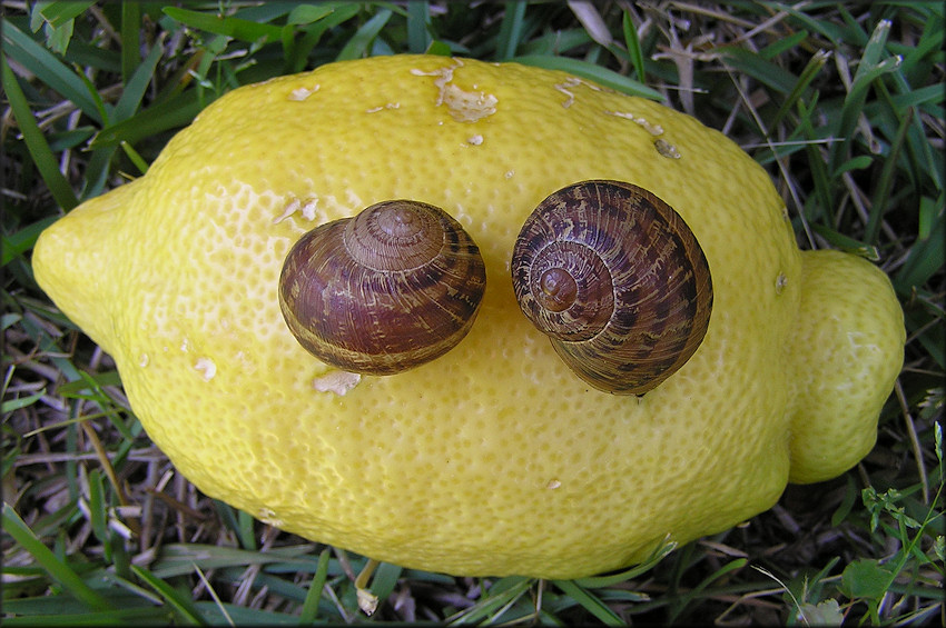 Cornu aspersum (Mller, 1774) Brown Garden Snail