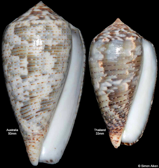 Conus monachus Linnaeus, 1758