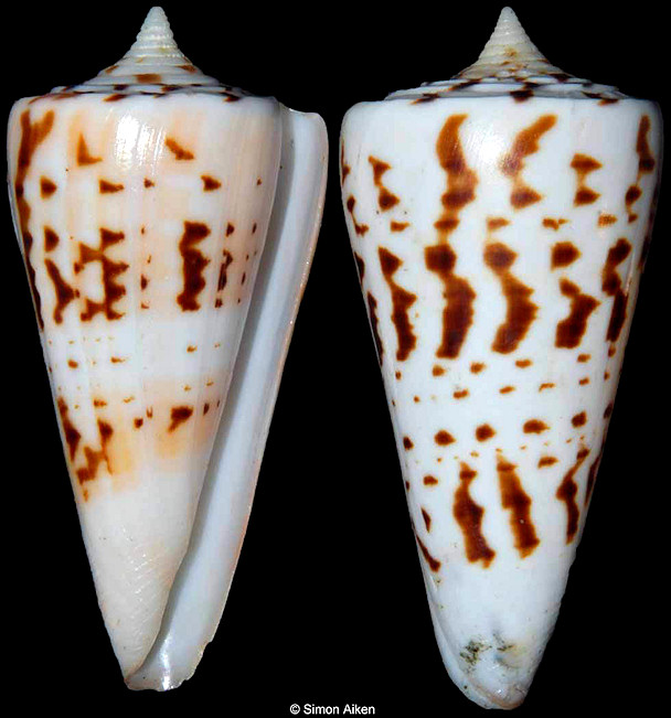 Conus monile Hwass in Bruguire, 1792