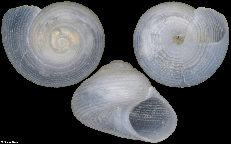 Parviturboides monile (Carpenter, 1857)