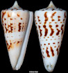 Conus monile Hwass in Bruguire, 1792