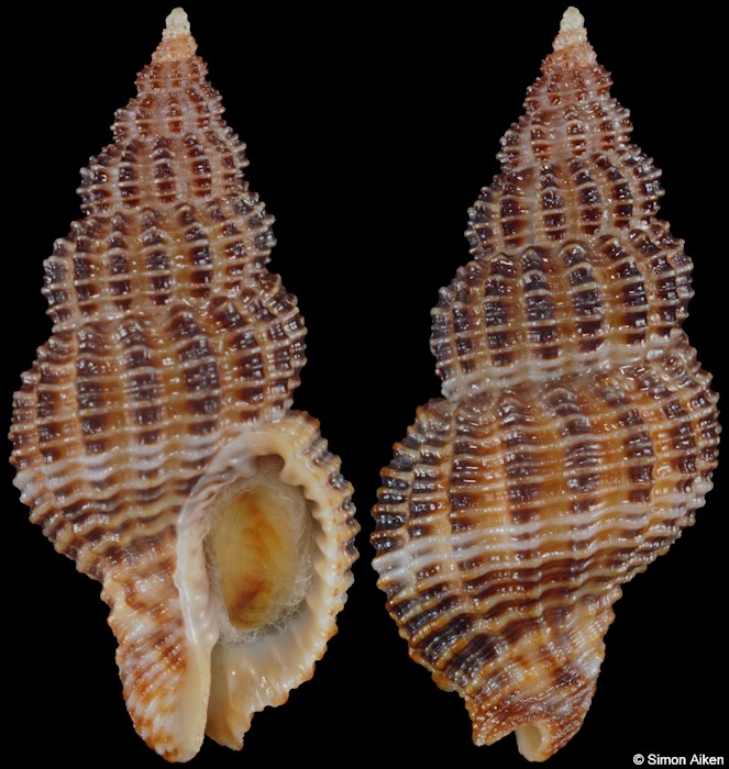 Monostiolum nigricostatum (Reeve, 1846)