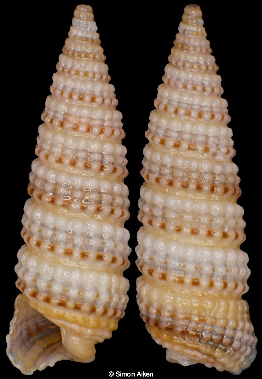 Coriophora monilifera (Hinds, 1843)
