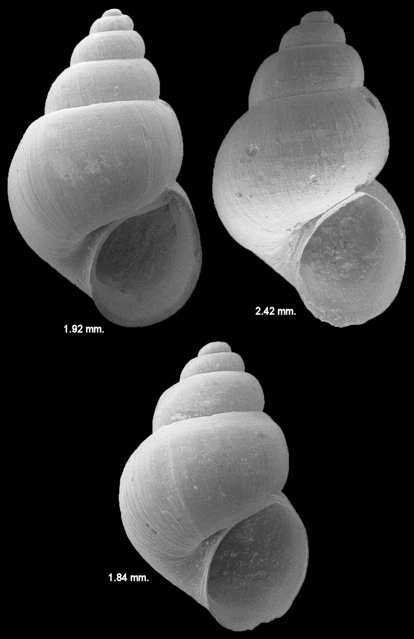 Floridobia monroensis (Dall, 1885) Enterprise Slitsnail