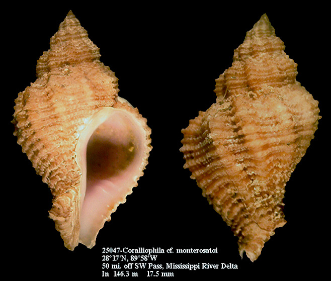 Coralliophila cf. monterosatoi Locard, 1897