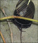 Pomacea paludosa (Say, 1829) Florida Applesnail