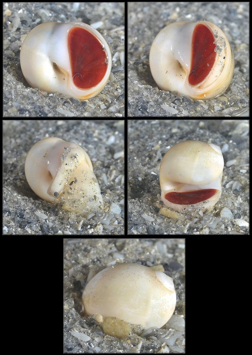 Polinices lacteus (Guilding, 1834) Milk Moonsnail