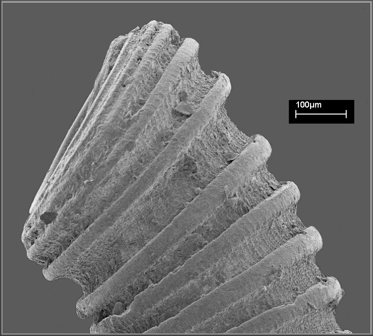 Caecum donmoorei Mitchell-Tapping, 1979 Don Moore's Caecum - Scanning Electron Micrograph