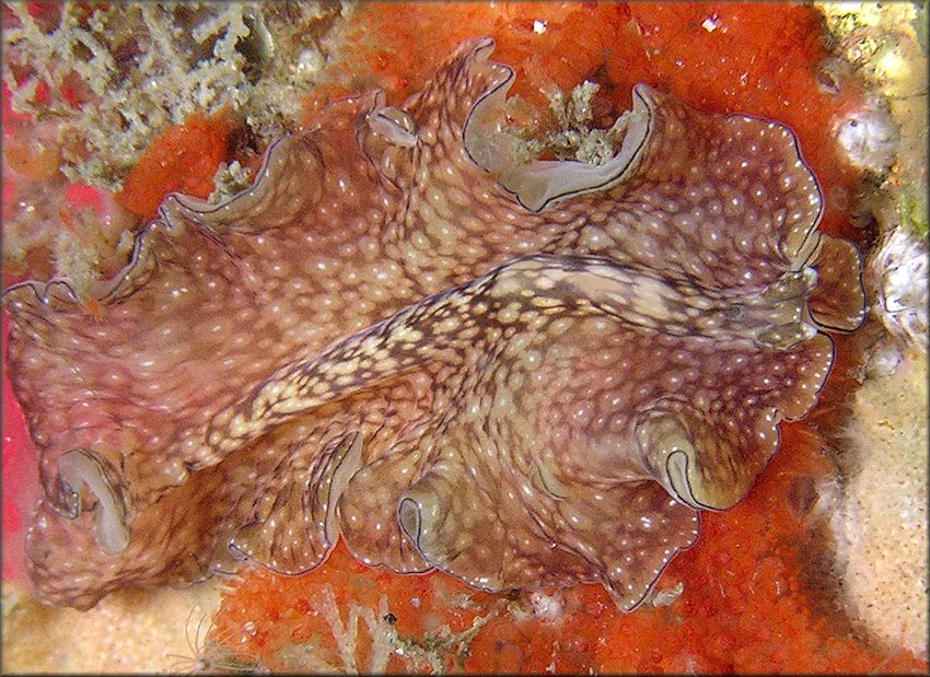 Phrikoceros mopsus Polyclad Flatworm