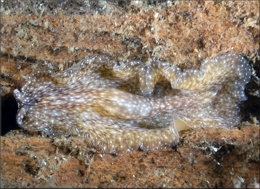 Phrikoceros mopsus Polyclad Flatworm