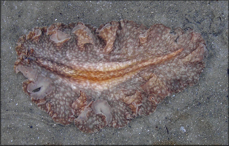 Phrikoceros mopsus Polyclad Flatworm