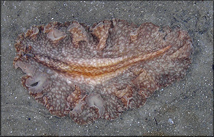 Phrikoceros mopsus Polyclad Flatworm