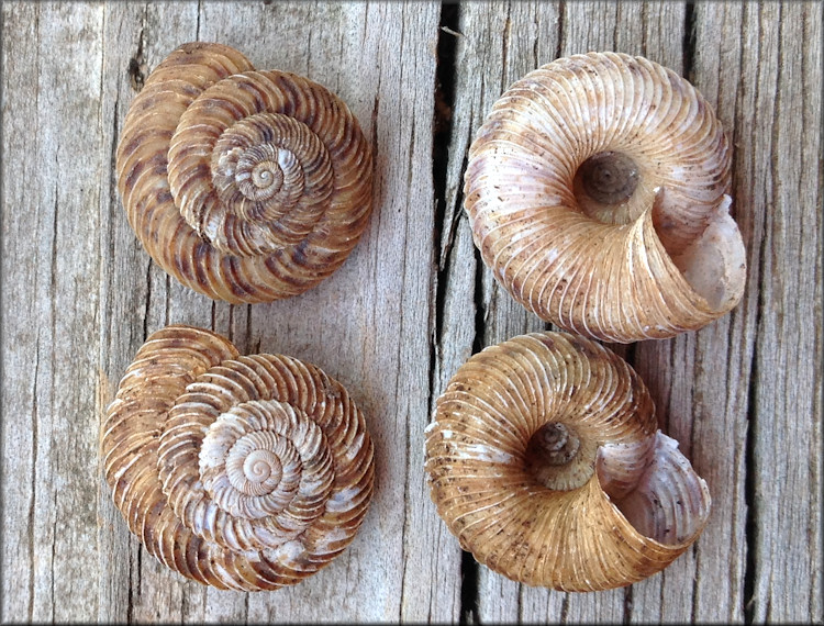 Anguispira mordax (Shuttleworth, 1852) Appalachian Tigersnail