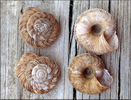 Anguispira mordax (Shuttleworth, 1852) Appalachian Tigersnail