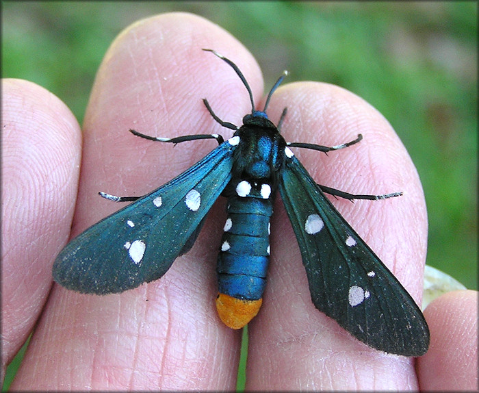 Oleander Moth [Syntomeida epilais]