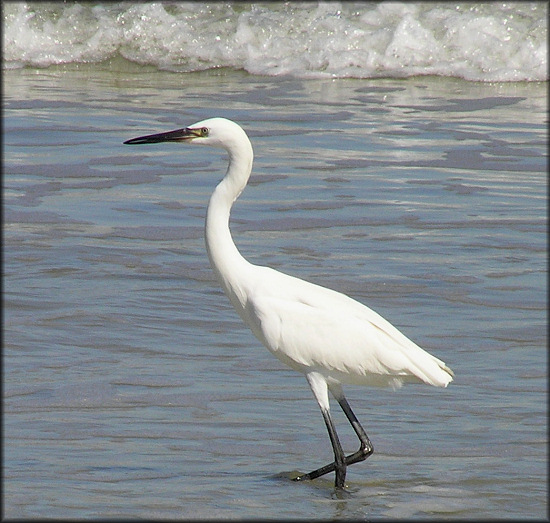 Egretta rufescens Reddish Egret White Morph