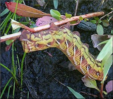 Banded Spinx Moth Caterpillar [Eumorpha fasciatus]