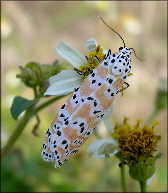 Bella Moth [Utetheisa bella]