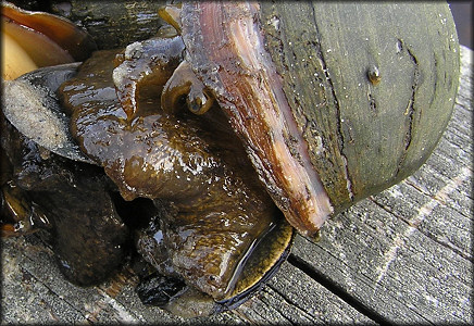 Live Pomacea maculata Perry, 1810 from Treaty Park